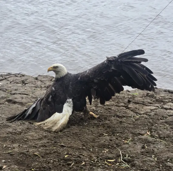 eagle-9