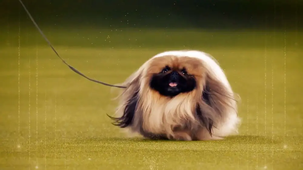 hpme5ugpp3adbu0o886636