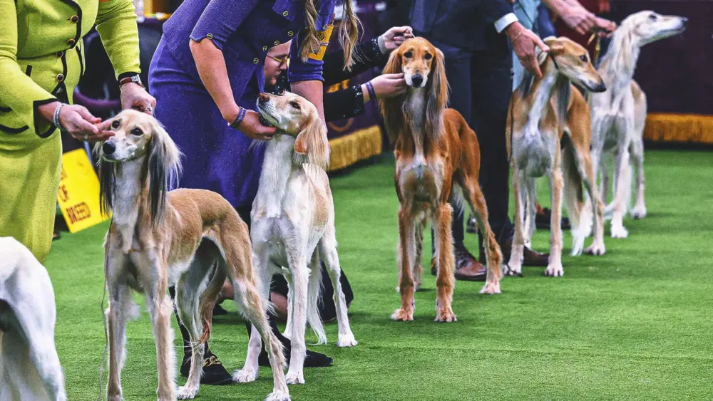 hound-group899762