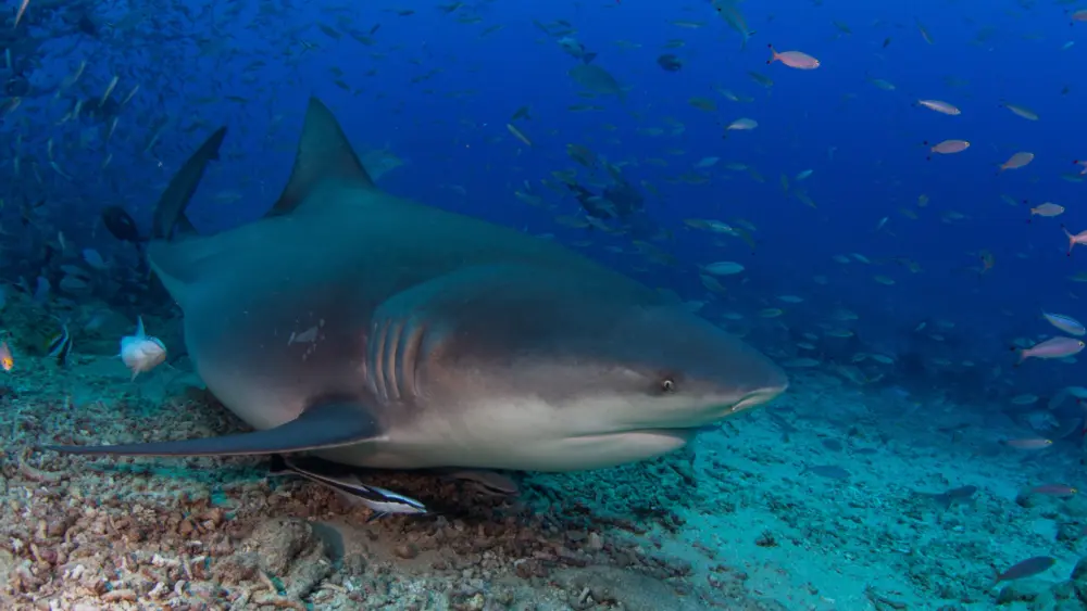 17692371071207769352