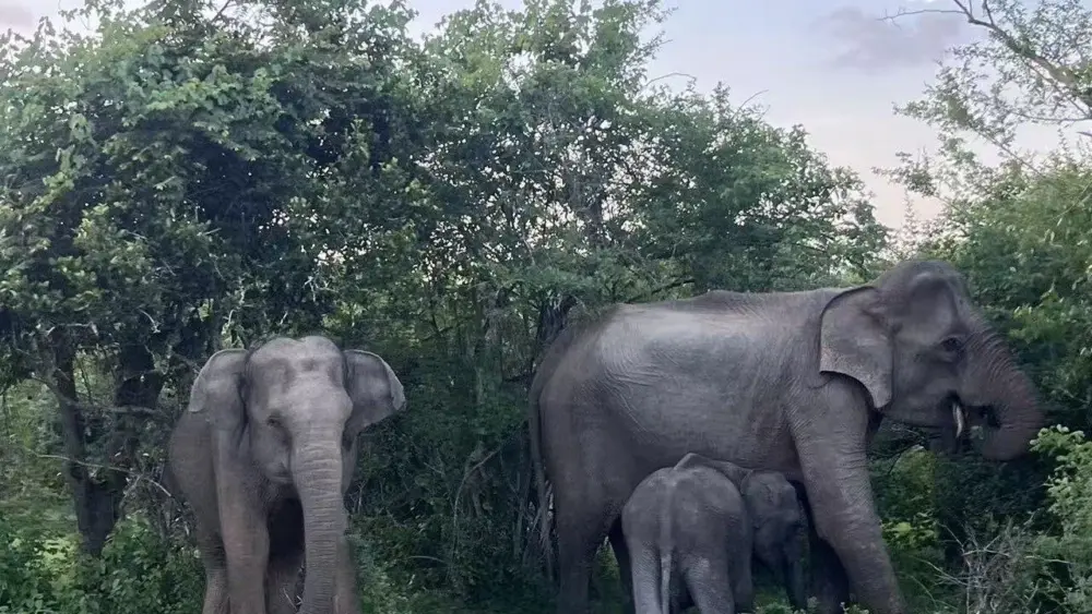 17769101356785124109