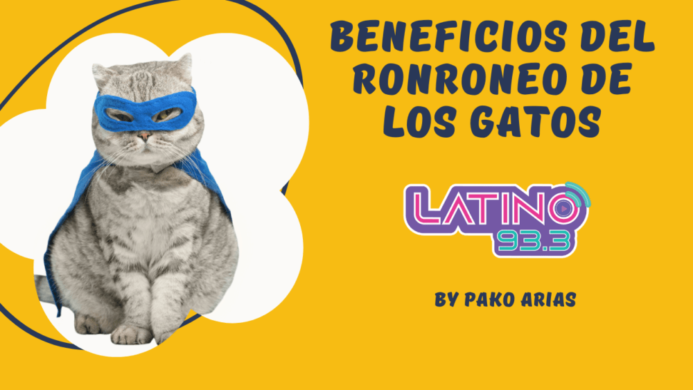 gatos