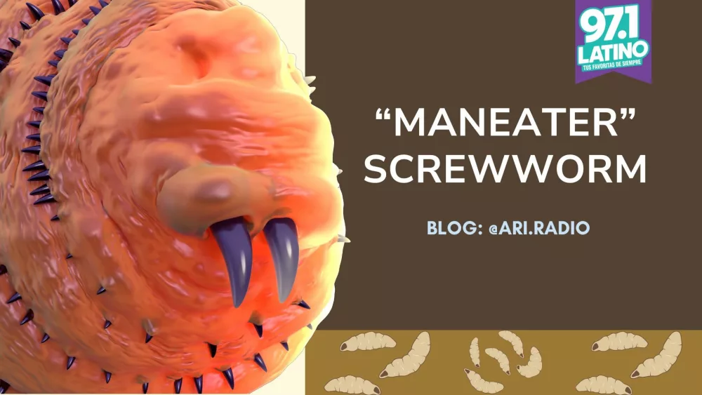 on the left an animated screwworm and on the bottom animated maggots