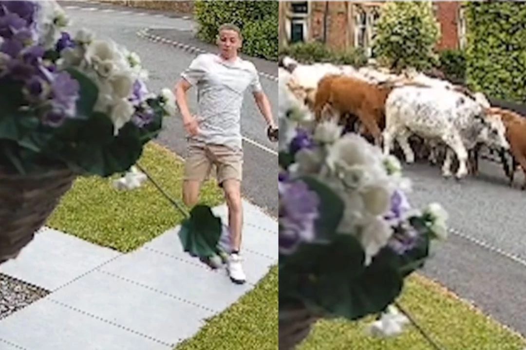 attachment-herd-escaped-cows-stampede-into-subrubs