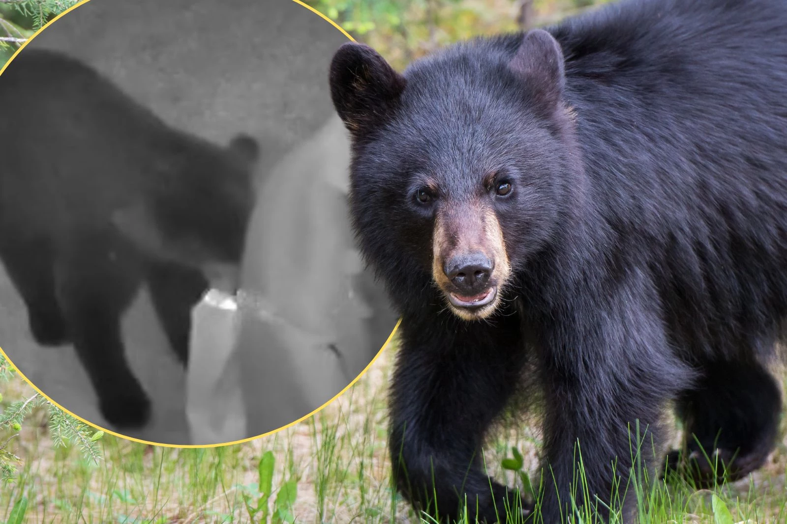 attachment-bear-steals-christmas-in-florida