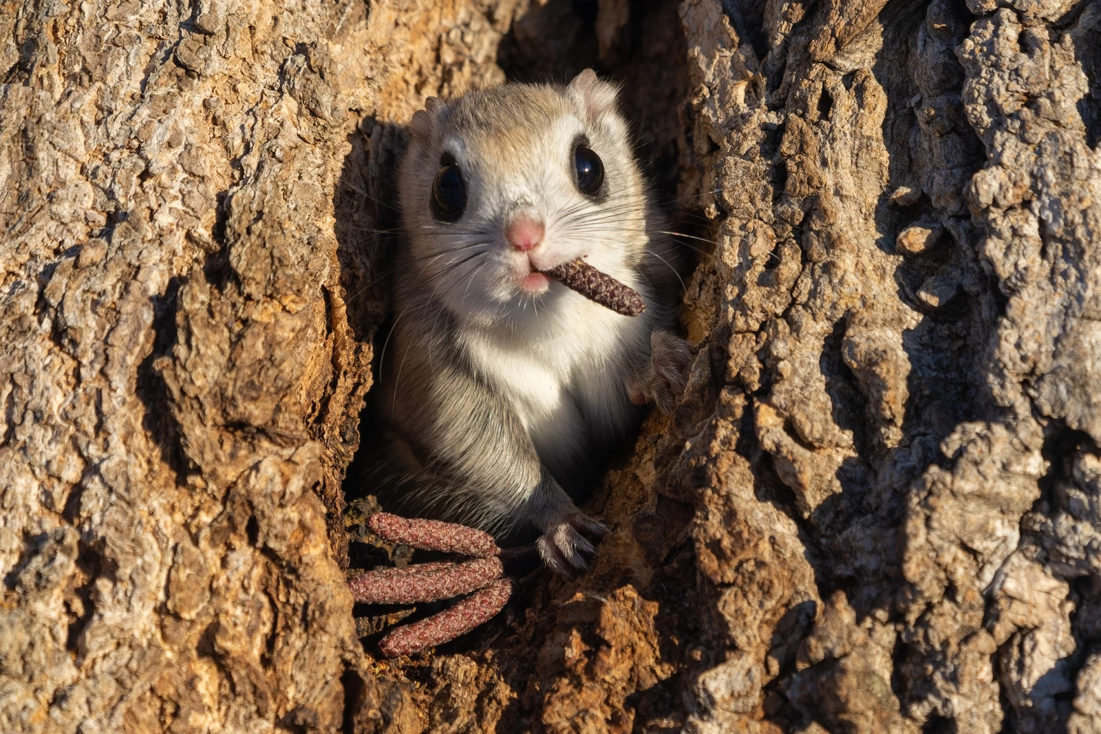 attachment-flying-squirrel