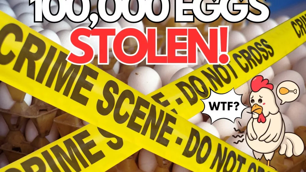 attachment-100000-eggs-stolen