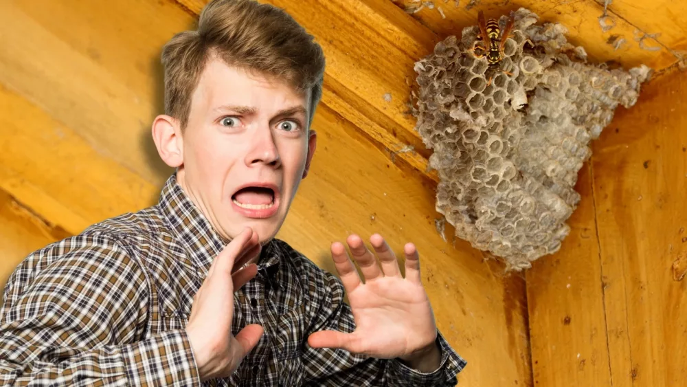 attachment-man-scared-of-wasp-nest