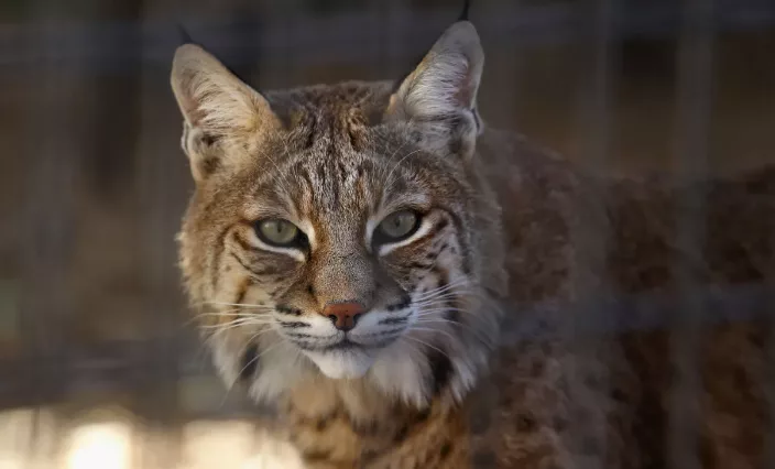 bobcat-65240b40e507c400421