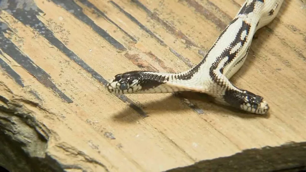 kgo2headsnake0501-jpg-681533d21c232295389