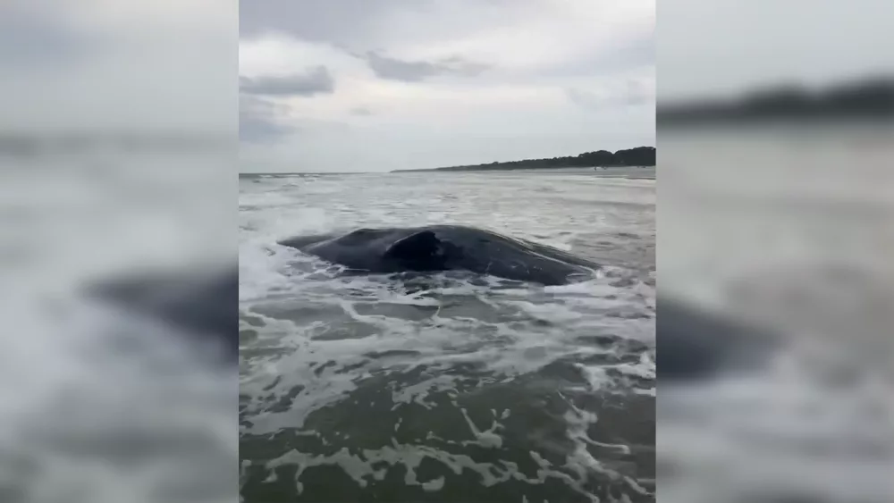 whale-6816b7e490263558787