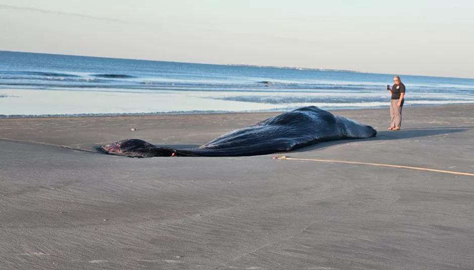 beached-68189e1e37b3d547606
