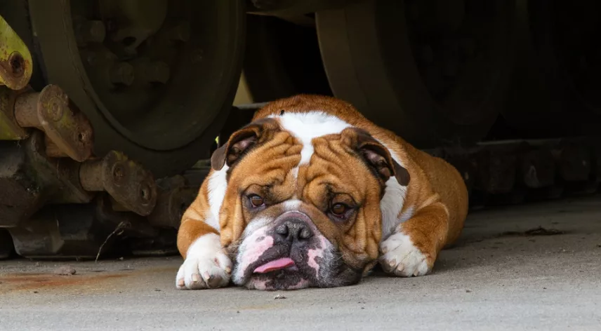 bulldog-681dce703ee7b
