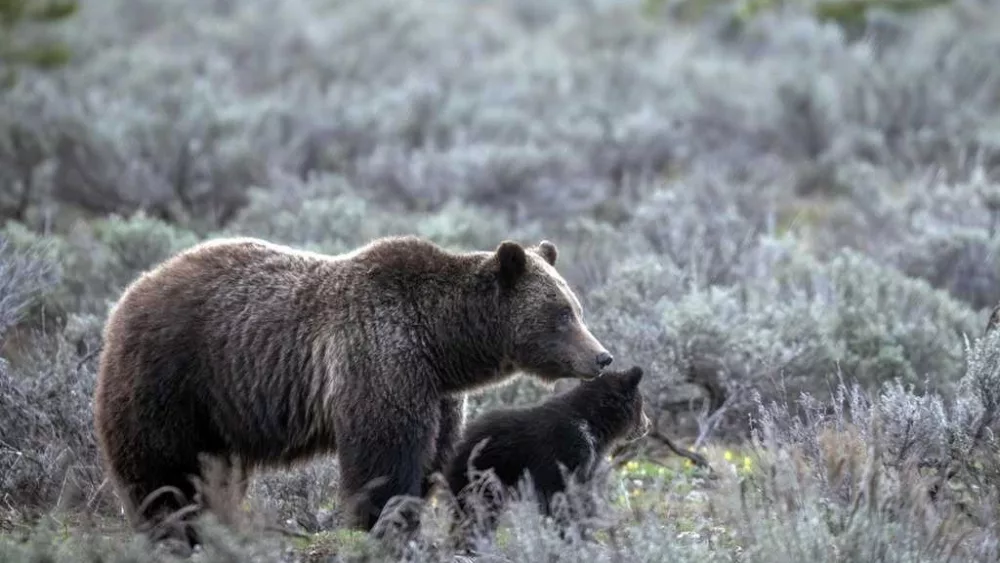 bear-68201c6af3b03334010