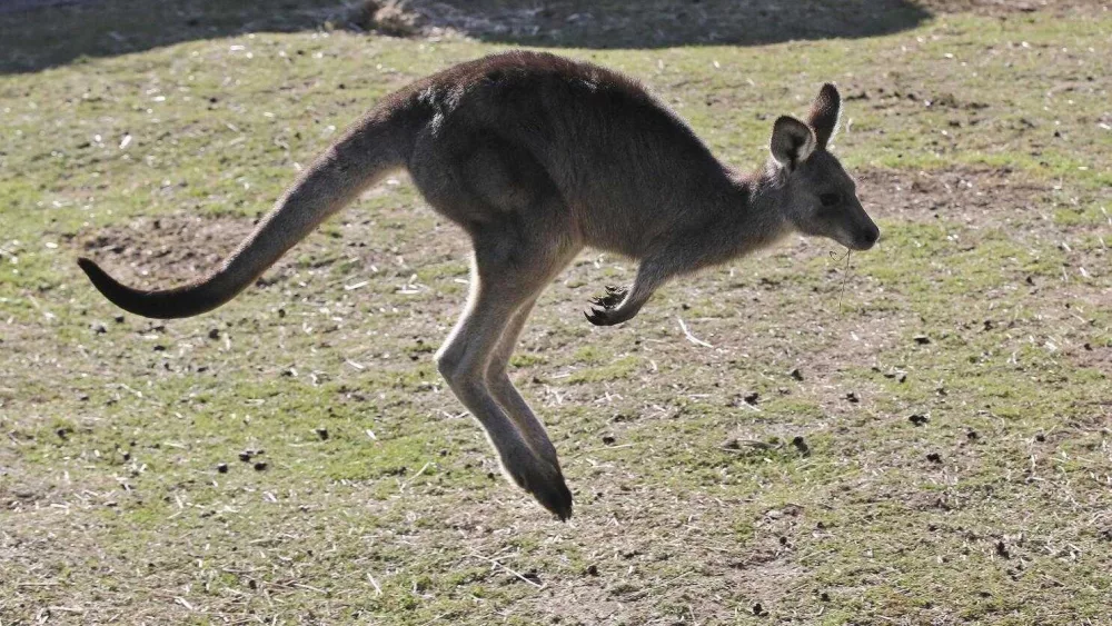 kangaroo-6821ee5b4f1c4463420