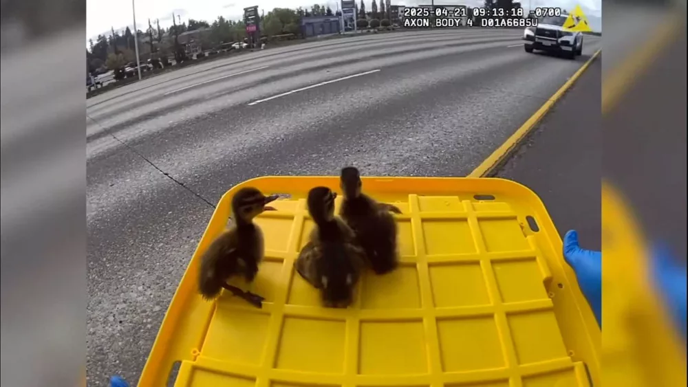 tacoma-ducklings0-68221420312d0664448