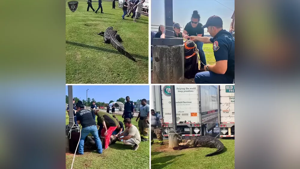 gator-683c48788bd6e202038