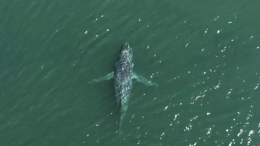 humpback-whale-683dcdcb204f1411480