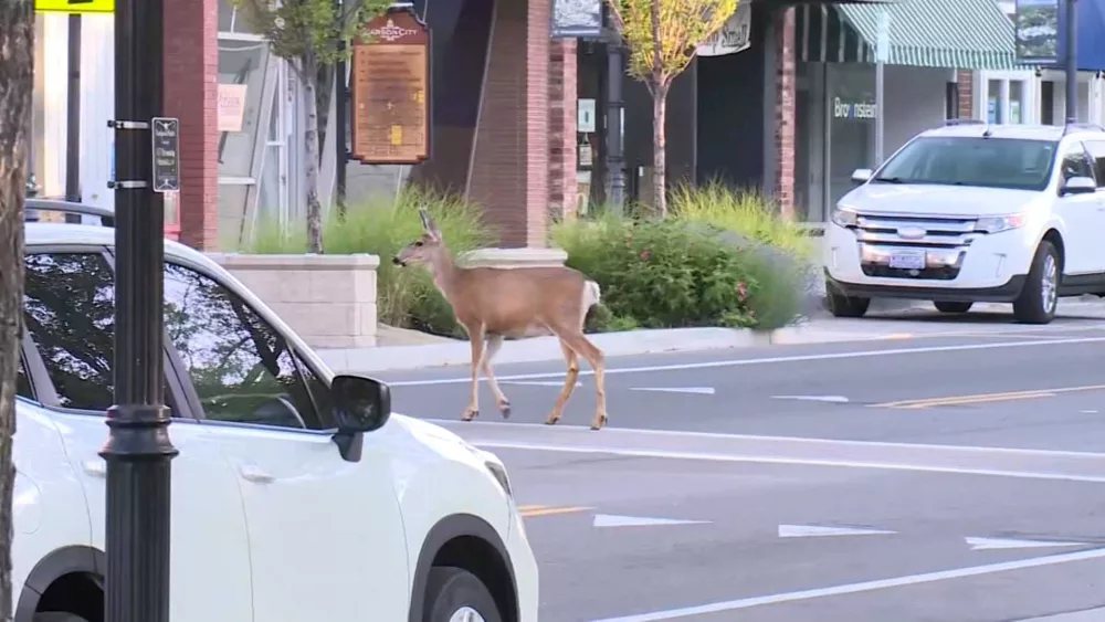 deer-683e40d748b62149446