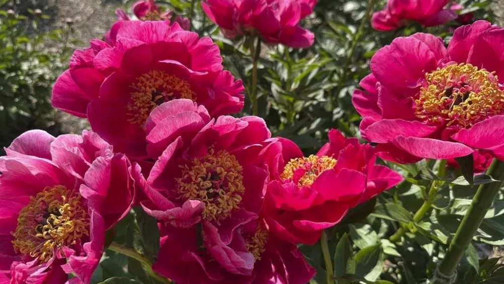 peonies-683e82fe30b04161334