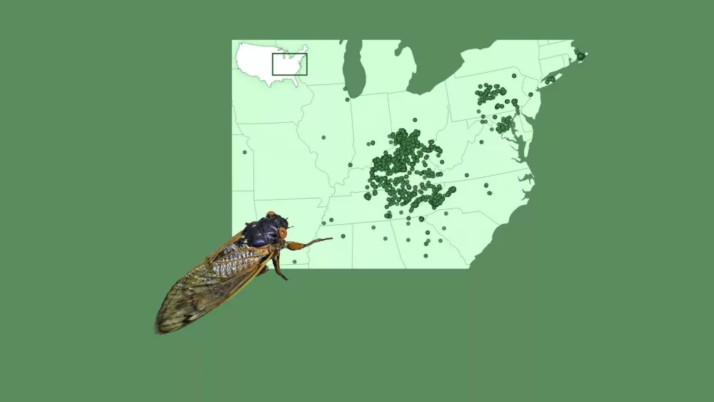 cicada-thumb-6855cd03079f8530490
