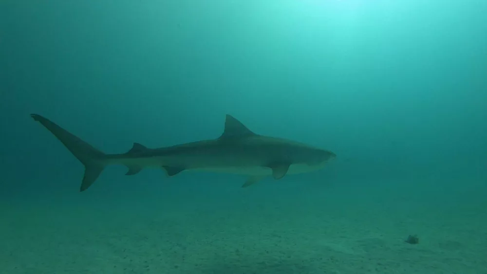 6-17-24-shark-attacks-66710d1a81eb0508855