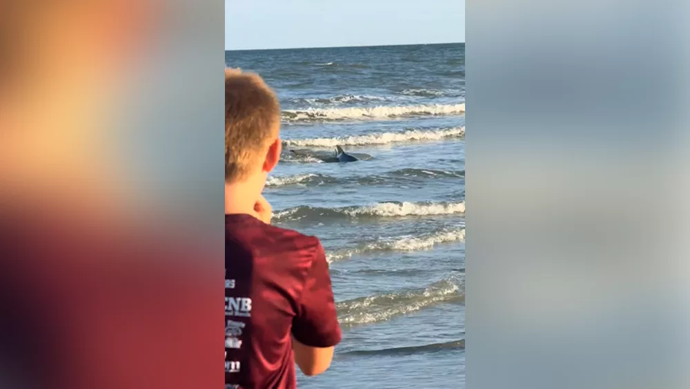 hilton-head-shark-68599338951f5846827