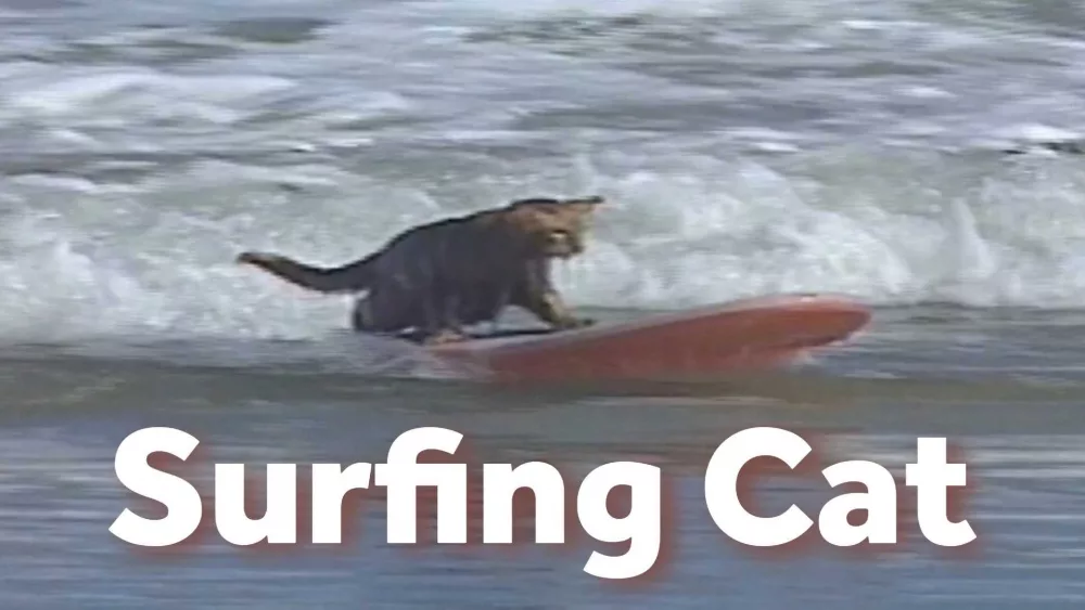 surfingcat-thumb-685e90ca5f3c5153729
