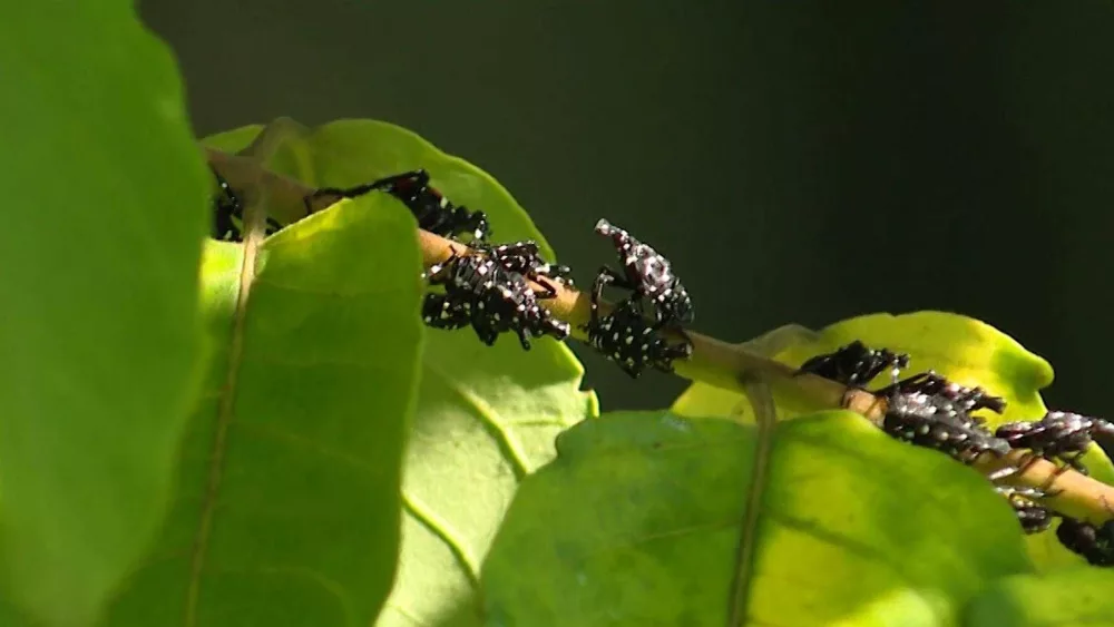 spotted-lanternfly-pkg-00001805-jpg-686580285ef55481344