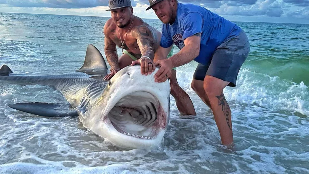 shark-1-687156971f9d0366455