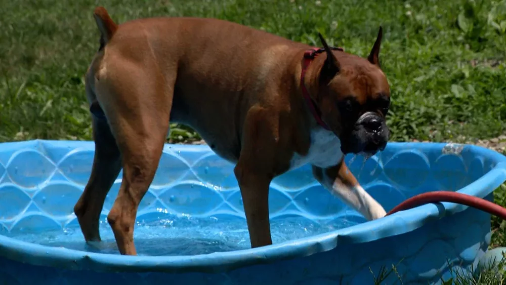 dog-ketchup-6871973144968593625