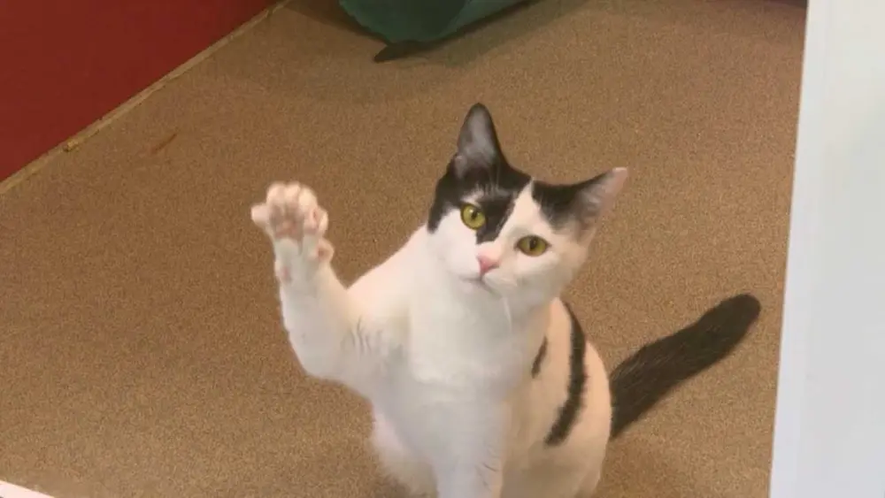 pic-cat-6877175551e88401166