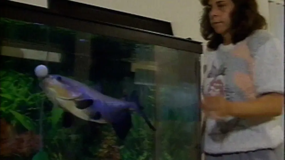 petfish-thumb-6878f6e25be9b423165
