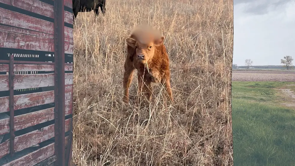 attachment-courier-prime-2024-02-15t212924-310-3