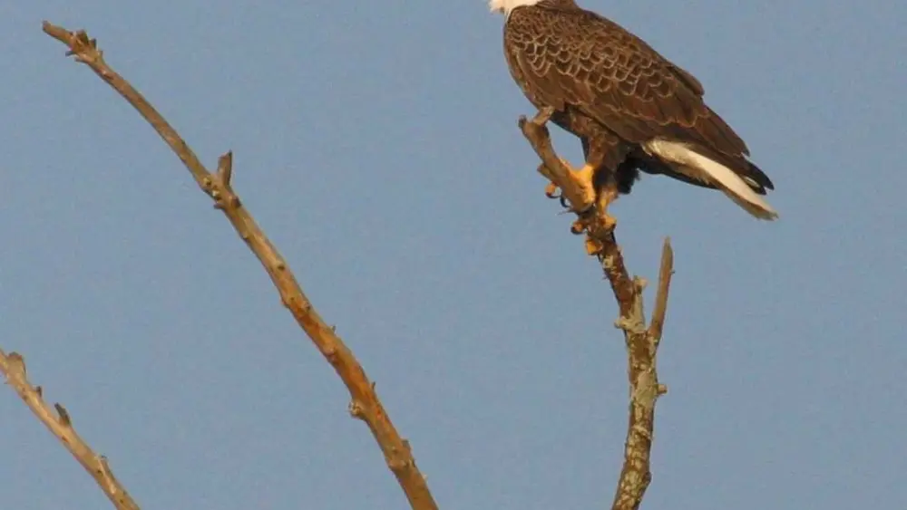 bald-eagle-at-altamaha-wma-credit-clay-george-georgia-dnr-1561060923910668