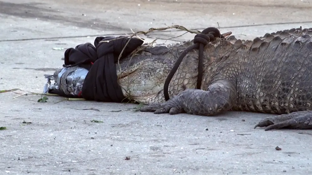 alligator-68dbf66754183270342