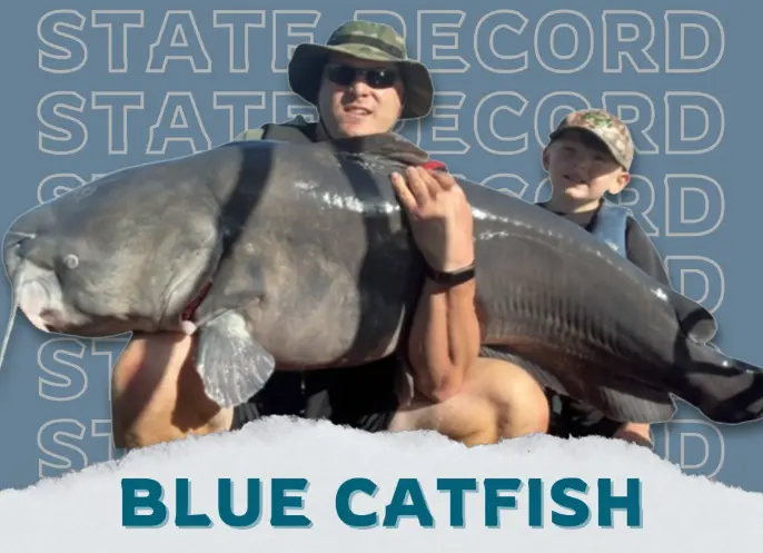 blue-catfish-68fb6adada09c305824
