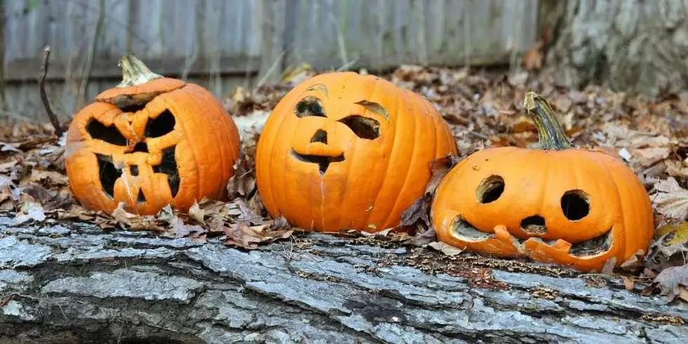 1476995506-pumpkin-rotting296194