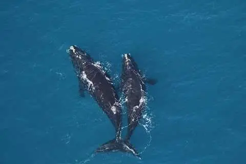 right-whales-courtesy-sea-to-shore-alliance-1519421949268099