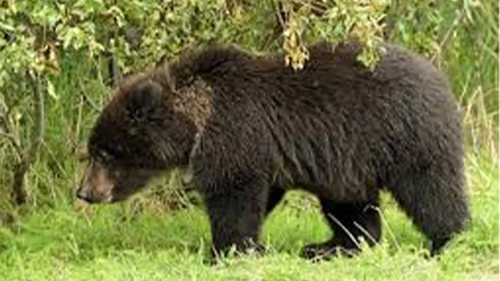 black-bear-6915f9212589b119720