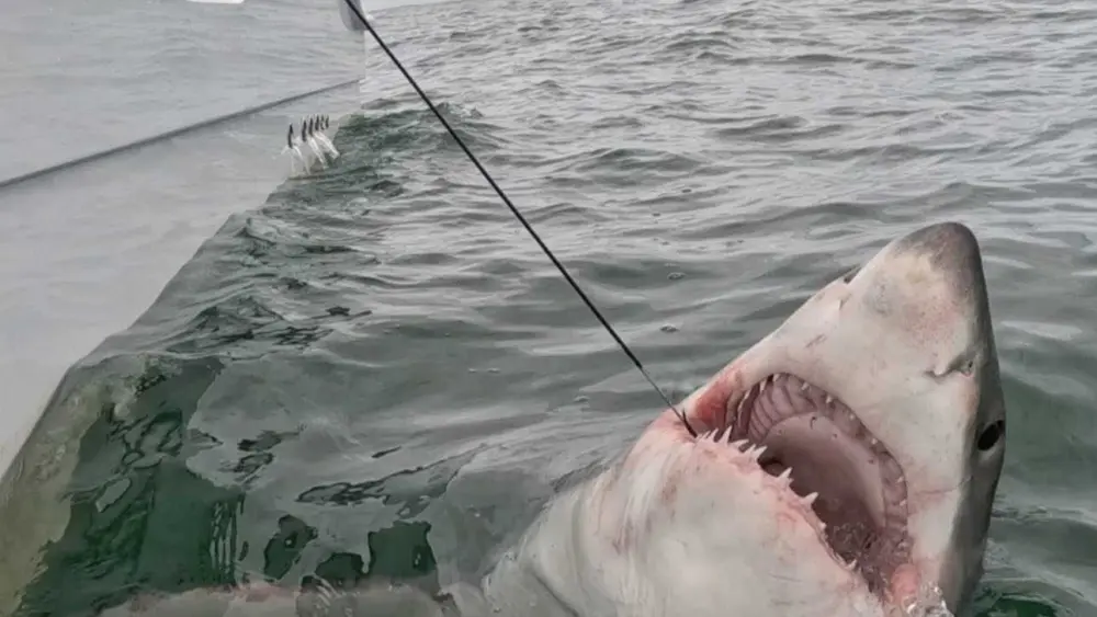 shark-6930dc2ce69c0160495