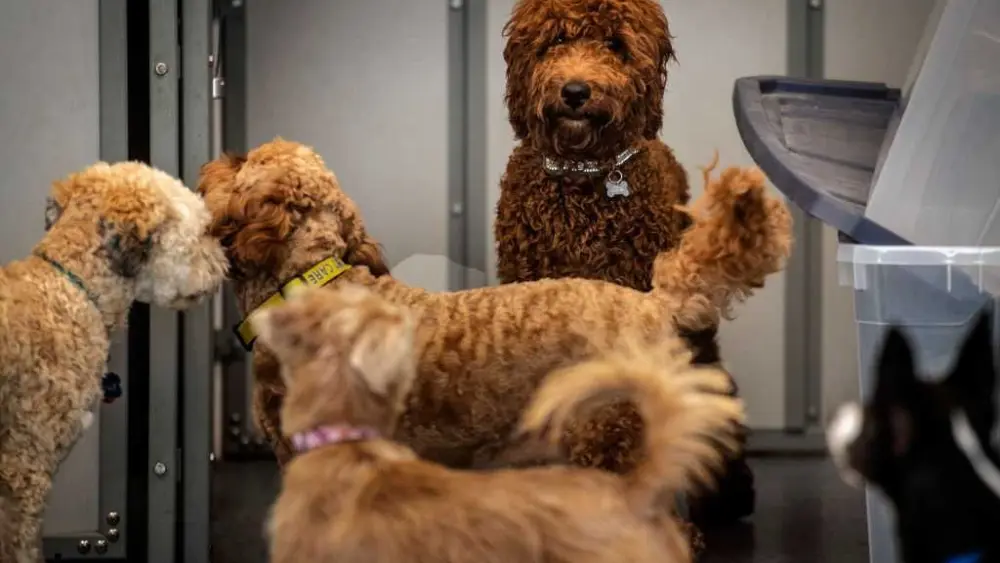 doggie-698030c124820768240