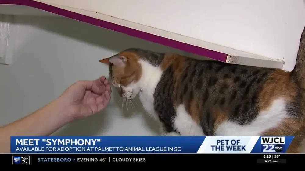 c490de5c-0b7b-4793-8e2f-903c4d2bbdf6318061