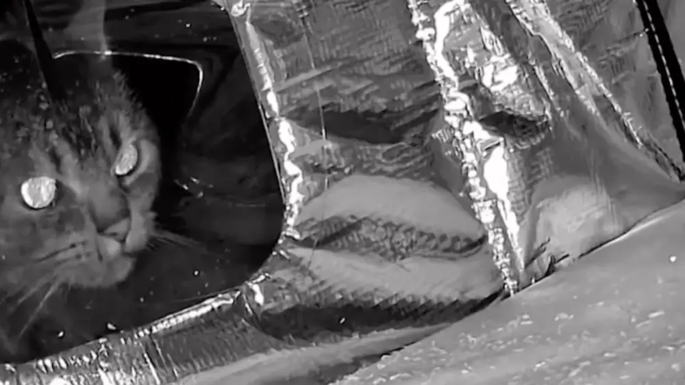 cats-699bc0a08c7e9785663