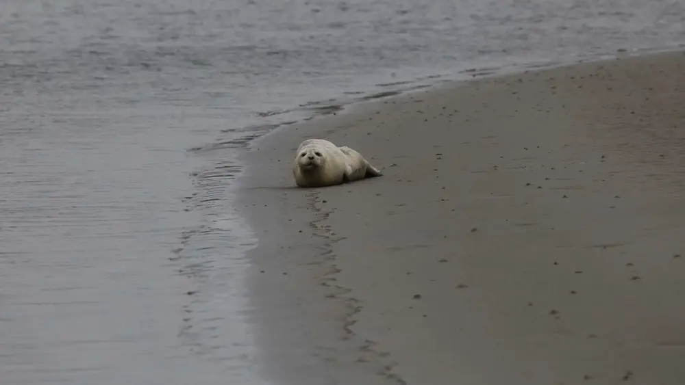 hswri-seal-2-69b1d9ec0a582954619