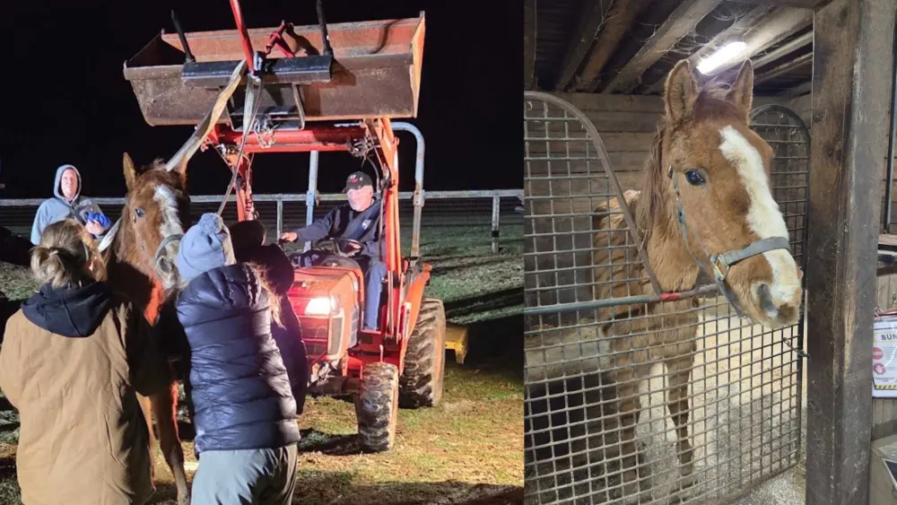 horse-rescue-69b418d806bd1