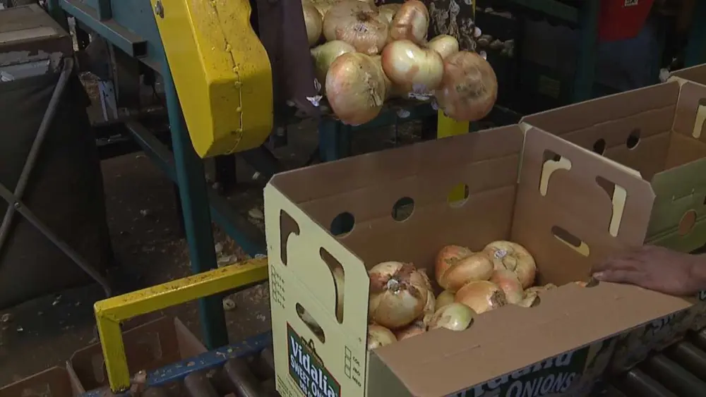 vidalia-onion-shipping-1524255450455841