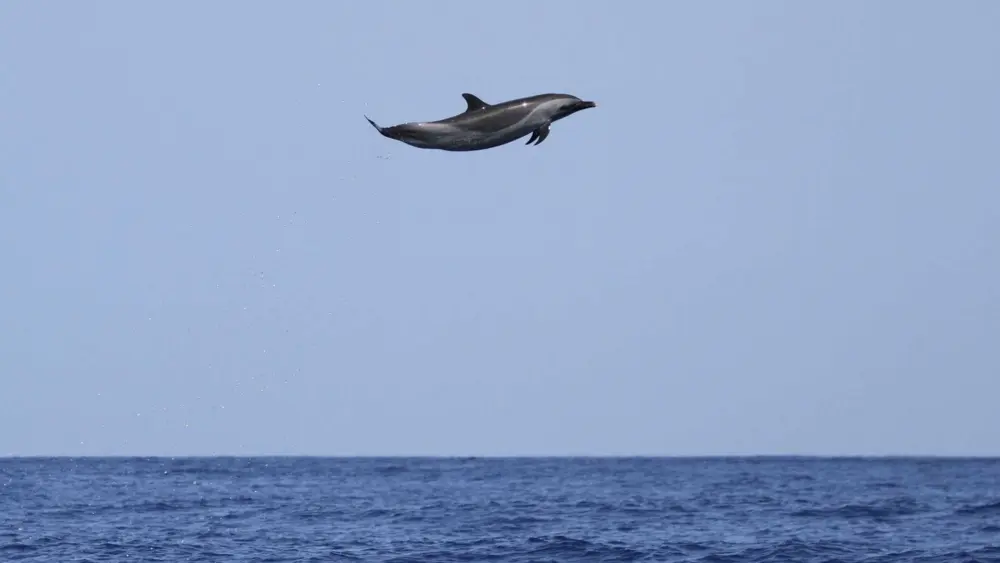 dolphin-jump-69c2b3a1e7c85