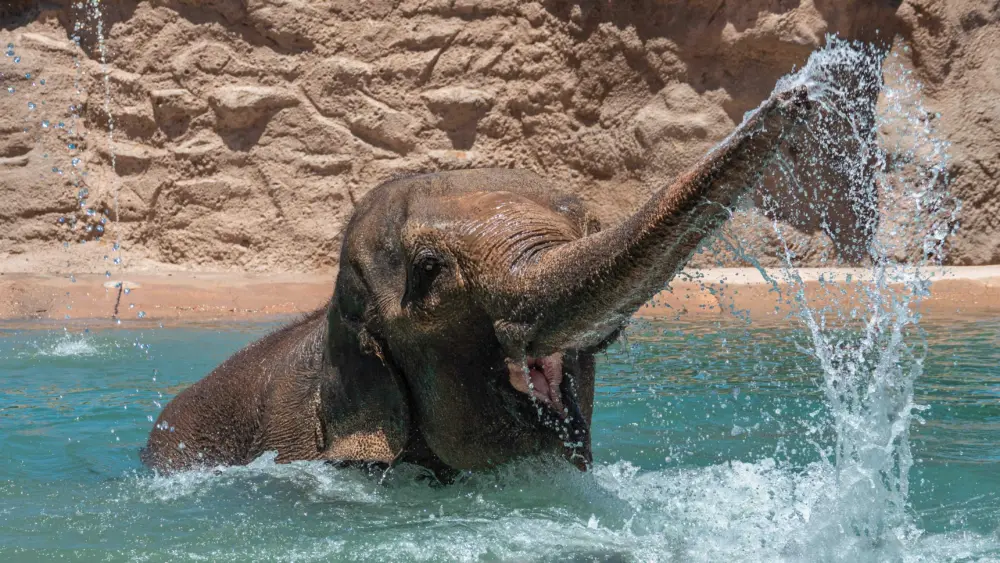 alice-playing-in-pool-69cbe0fd5c8d6222826