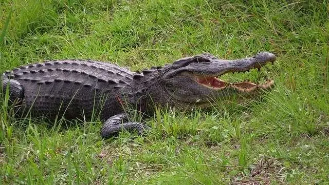 alligator-ap-1497940793499444